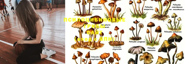 kraken ТОР  Бежецк  Псилоцибиновые грибы Psilocybe  купить наркоту 